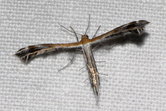 Stangeia xerodes