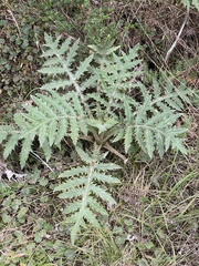 Cirsium subcoriaceum image