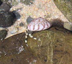 Pagurus novizealandiae