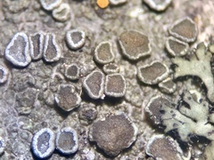 Obscuroplaca camptidia