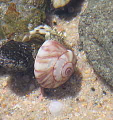 Pagurus novizealandiae