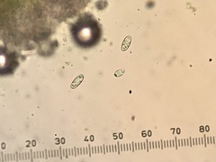 Obscuroplaca camptidia
