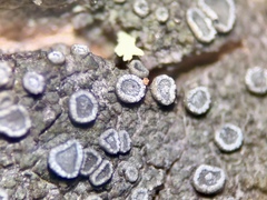 Obscuroplaca camptidia