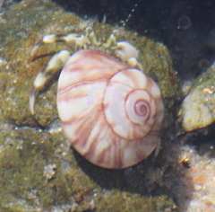 Pagurus novizealandiae