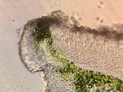 Obscuroplaca camptidia