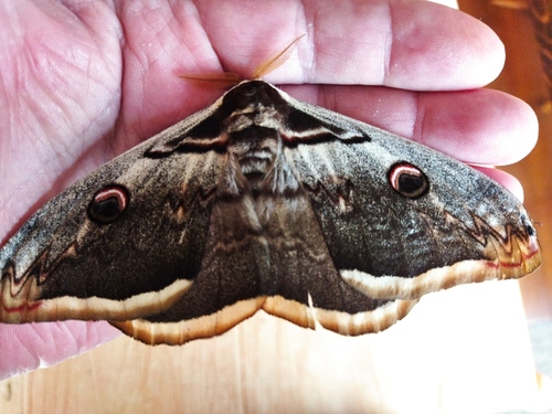 Giant peacock moth
