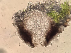 Anisomeridium leucochlorum