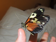 Heliconius hecale melicerta