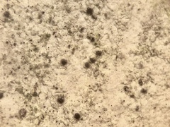 Anisomeridium leucochlorum