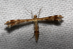 Trichoptilus ceramodes