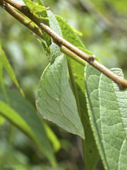 Euripus nyctelius