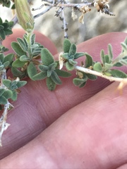 Brickellia frutescens