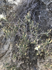 Brickellia frutescens