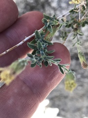 Brickellia frutescens