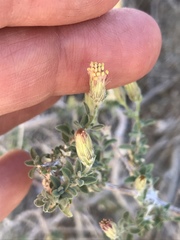 Brickellia frutescens