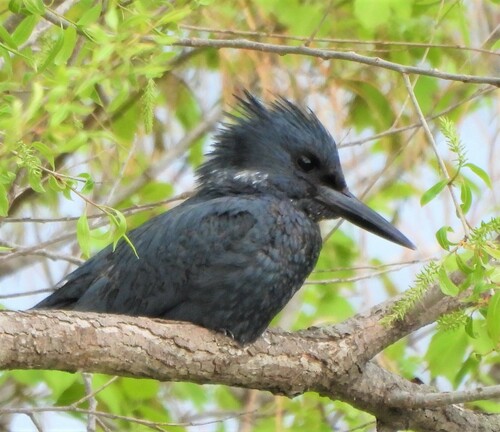 Belted Kingfisher