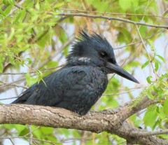 Belted Kingfisher
