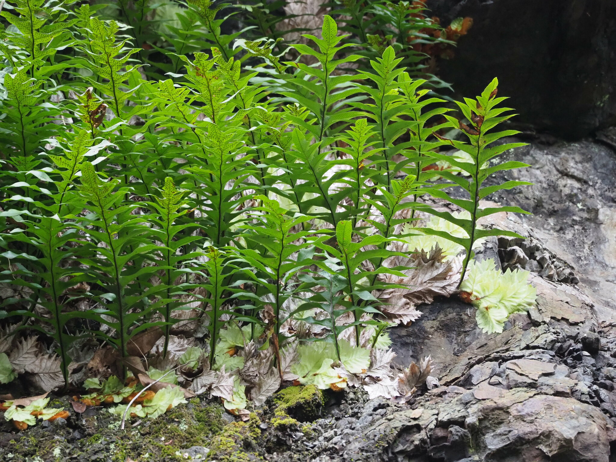 ハカマウラボシ（袴裏星） (Drynaria roosii)の特徴,育て方,花言葉