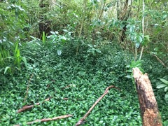 Melicytus ramiflorus ramiflorus