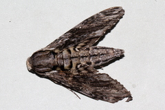 Agrius godarti