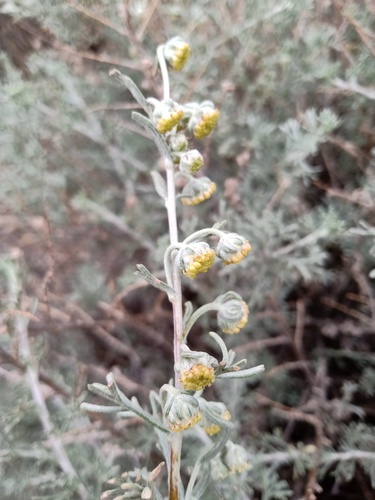 Artemisia echegarayi