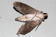 Agrius godarti