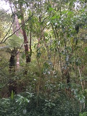 Melicytus ramiflorus ramiflorus