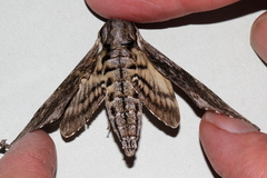 Agrius godarti