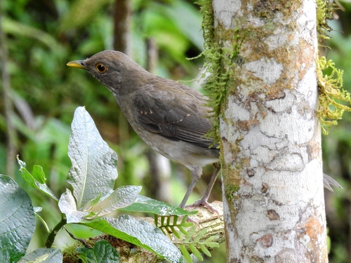 Ecuadorian Thrush (Turdus maculirostris), photo 10
