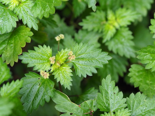 Image of Nanocnide japonica by no rights reserved