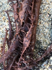 Cumagloia andersonii