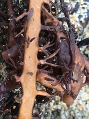 Cumagloia andersonii