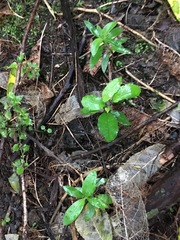 Melicytus ramiflorus ramiflorus
