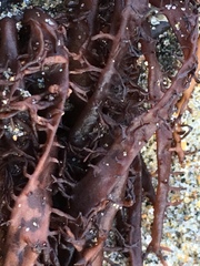 Cumagloia andersonii