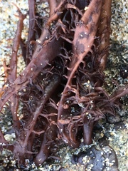Cumagloia andersonii