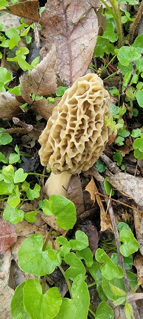 곰보버섯속 in 5월 2023 by Emmay Friedenson · iNaturalist 곰보버섯속 (Genus Morchella)