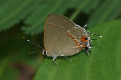 Electrostrymon hugon