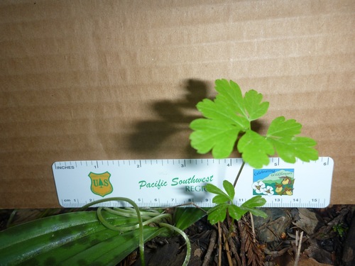 Chilean Sweet-cicely seedling