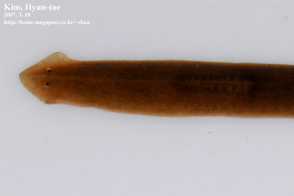Dugesia