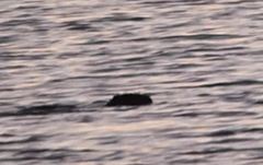 Myocastor coypus
