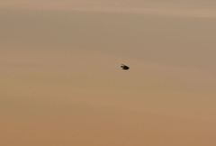 Petrochelidon pyrrhonota