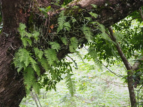 Image of Goniophlebium formosanum by no rights reserved