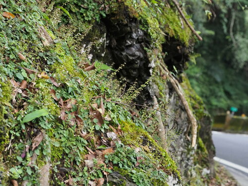 Image of Salvia hayatae by no rights reserved