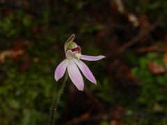 Caladenia variegata
