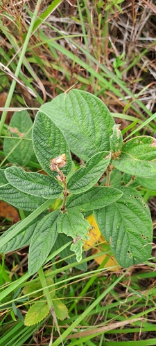 Image of Eriosema preptum by (c) Mmatjie Mashao, some rights reserved (CC BY-SA)