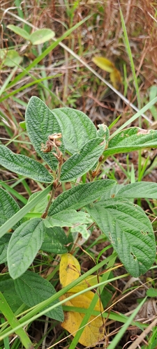 Image of Eriosema preptum by (c) Mmatjie Mashao, some rights reserved (CC BY-SA)