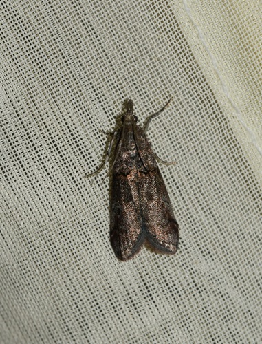 Acrobasis obliqua