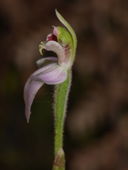 Caladenia variegata