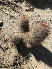 Mammillaria dioica