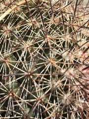 Mammillaria dioica